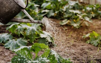 Renovating Your Garden on a Budget