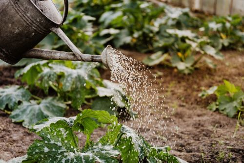 Renovating Your Garden on a Budget